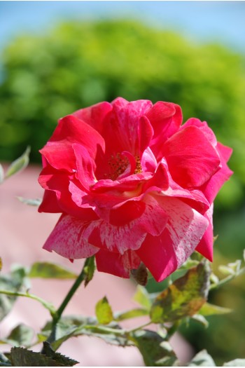 Троянда великоквіткова (пістрява, червоно-біла) ШТАМБ | Rose large-flowered (trunk, red-white)  SHTAMB | Роза крупноцветковая (пестрая, красно-белая) ШТАМБ